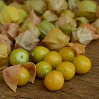 Aunt Molly's Ground Cherry heirloom seeds for home garden planting