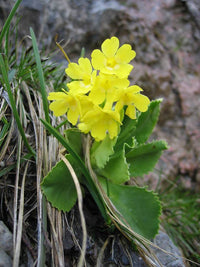 Aurikel gardening seeds for bright spring blooms