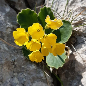Aurikel Flowers Displayed in Garden Bed