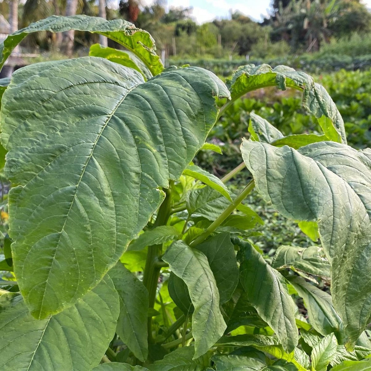 Authentic Jamaican Callaloo plants growing with vibrant green leafy foliage in a home garden.