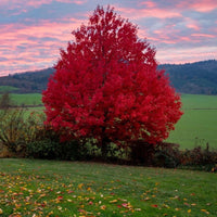 Autumn Blaze Freeman maple tree displaying vibrant seasonal foliage.