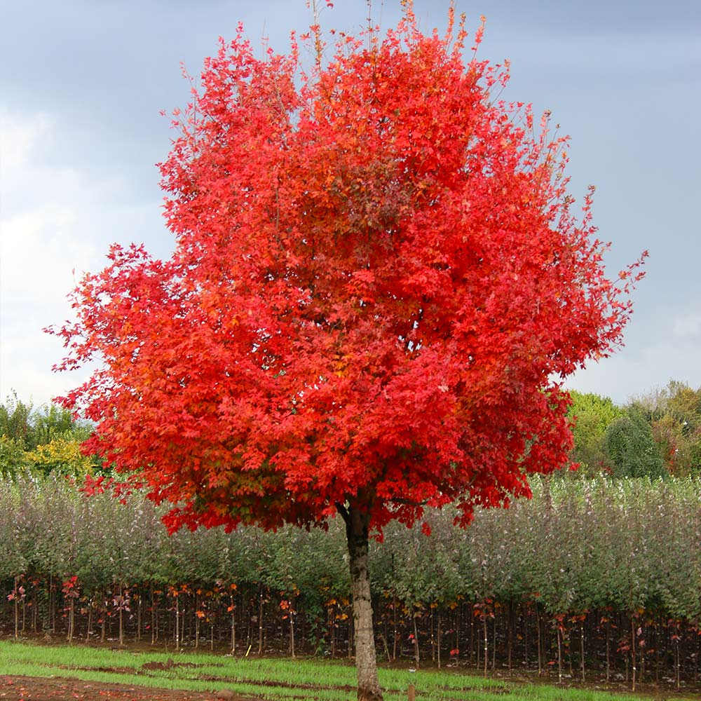 Healthy maple tree providing shade and colorful outdoor scenery.