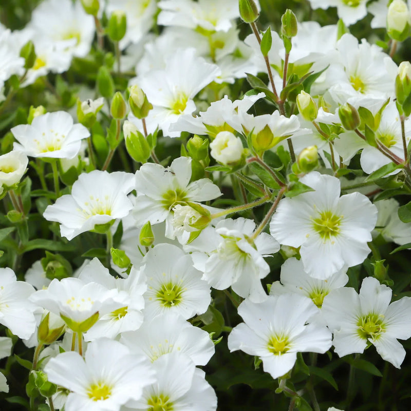 Avalanche Flower Seeds for Hardy Planting