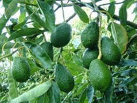 Avocado tree growing from seed indoors and outdoors