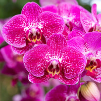 Keiki Orchids Flower seeds for Planting Fragrant Blossoms Heirloom & GMO Free Seeds for Home Garden