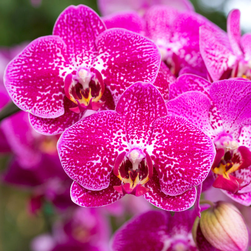Keiki Orchids Flower seeds for Planting Fragrant Blossoms Heirloom & GMO Free Seeds for Home Garden