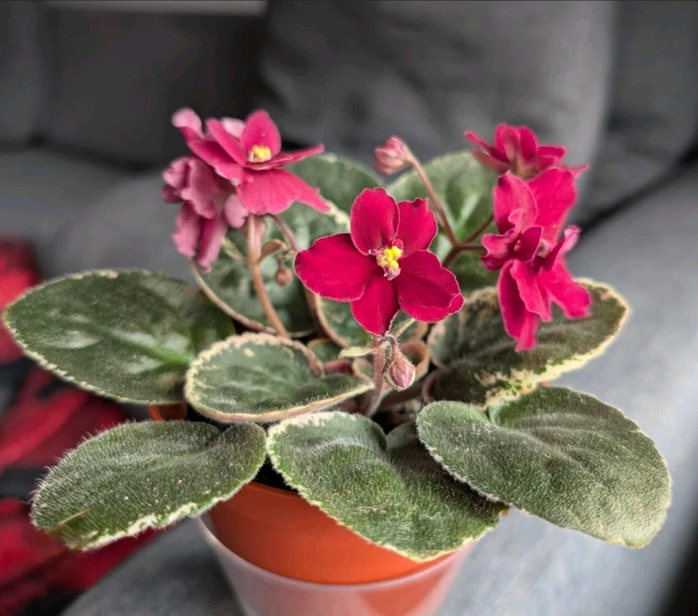 African Violet Red Flower Seeds for Unique Ground Cover | Exotic Blooms