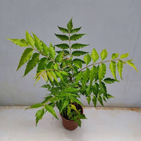 Azadirachta indica tree with lush green evergreen foliage.