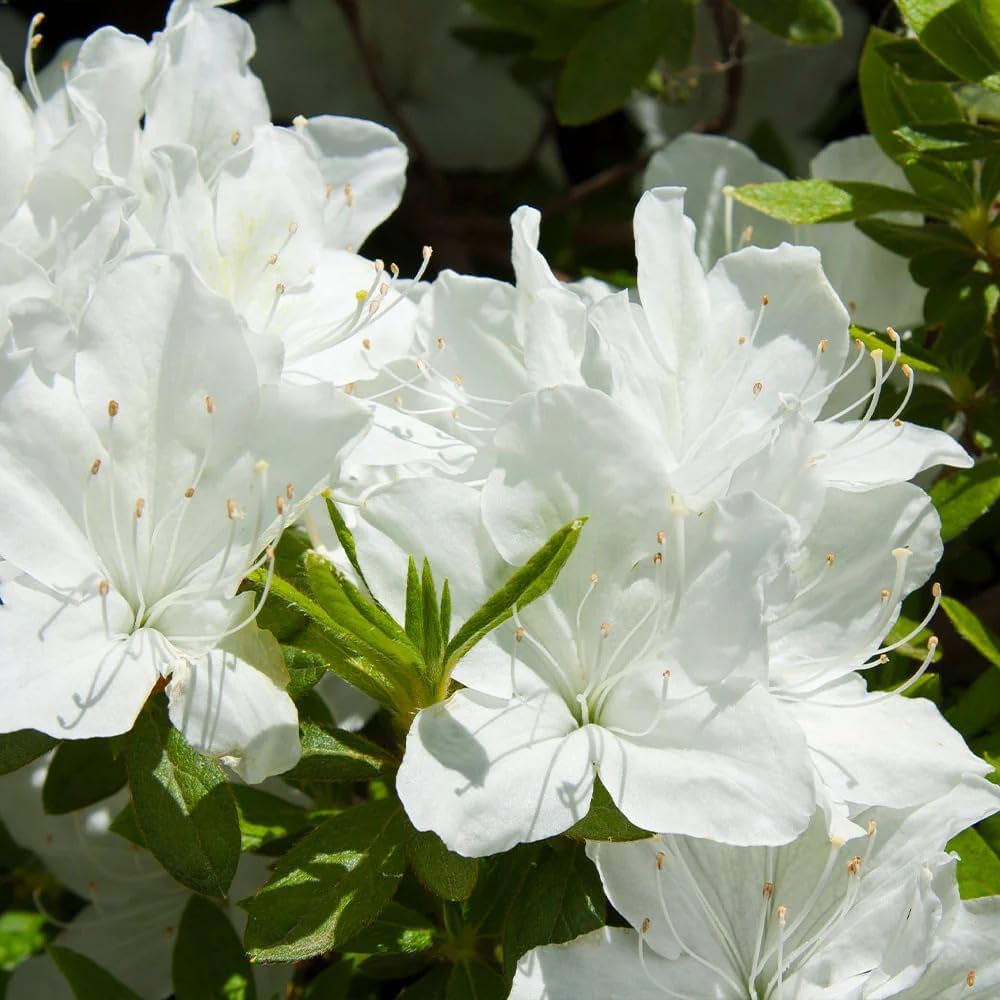 Flat White Azalea growing in container