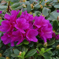 Azalea Geisha Purple flowering shrub with purple blooms