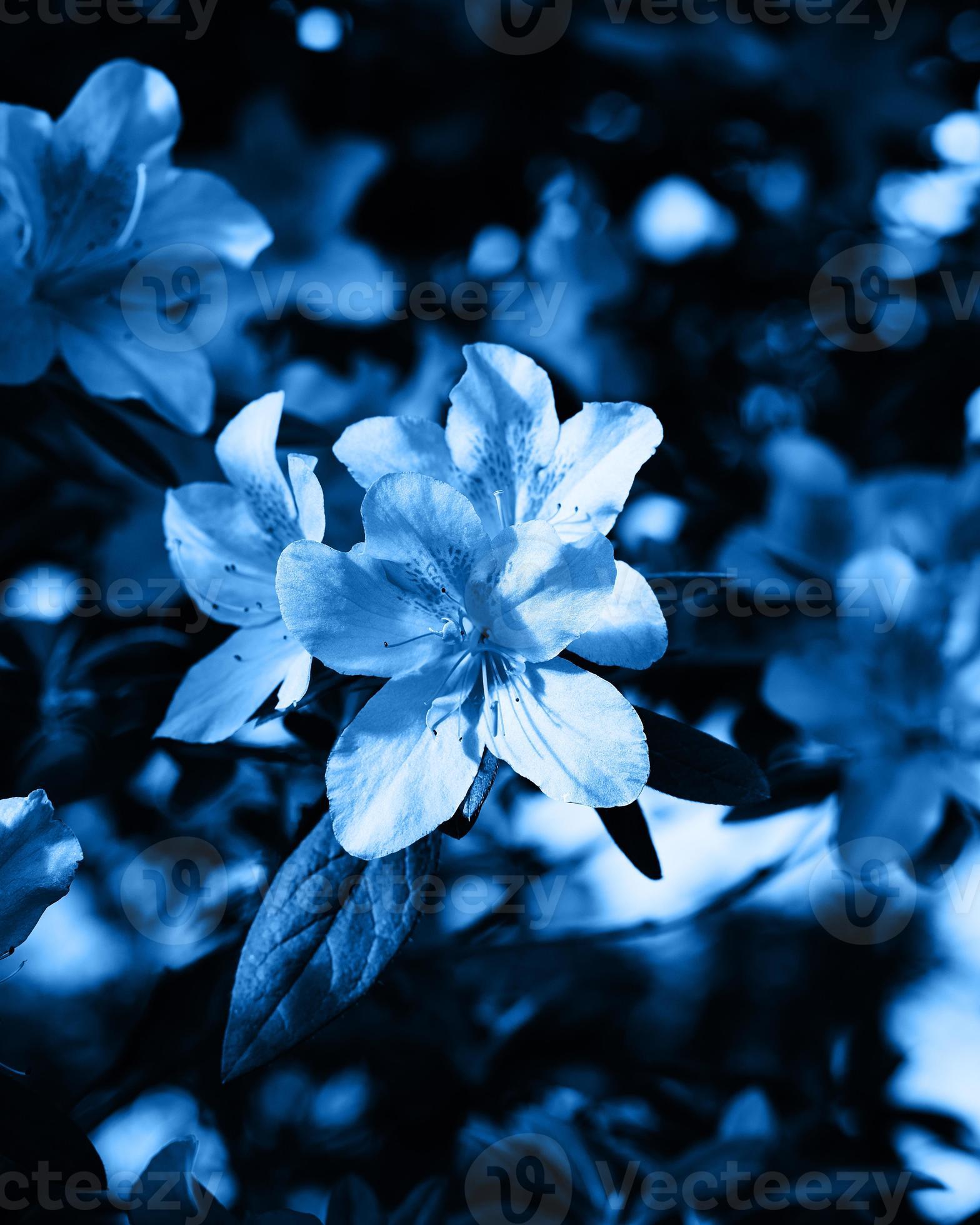 How to Grow Sky Blue Azaleas