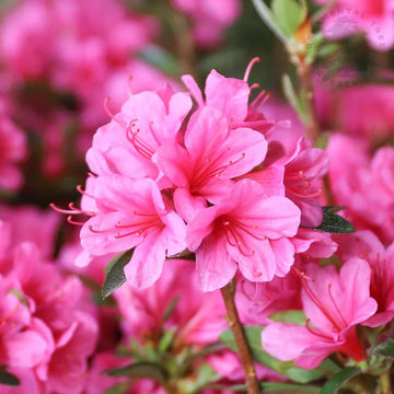 Azalea Pink Rhododendron Flower Seeds for Planting Sun Loving Heirloom & GMO Free Seeds for Home Garden
 
 Sale