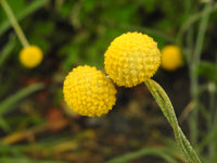 Yellow Button Flower seeds for Planting Low Maintenance Heirloom & GMO Free Seeds for Home Garden 
 
 Sale