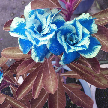 Sky Blue Adenium Obesum Seeds Flower seeds for Planting Low Maintenance Heirloom & GMO Free Seeds for Home Garden