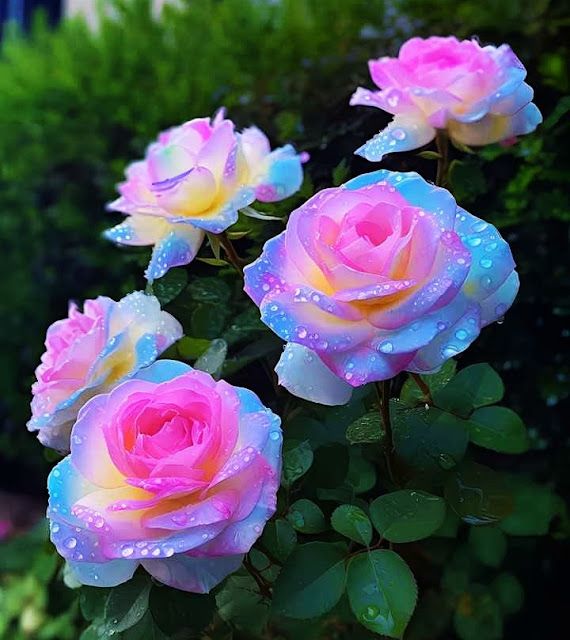 Pink and Blue Rose Flower seeds for Planting - Perfect for Borders, Heirloom & GMO Free Seeds for Home Garden