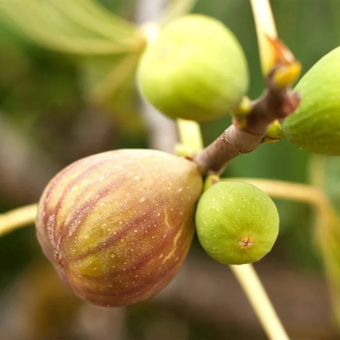 Brown Turkey Fig Seeds for Planting – Heirloom Non-GMO Tropical Fruit Tree Seeds