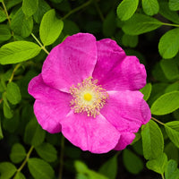 Pink Rugosa Flower seeds for Planting Bright Blooms Heirloom & GMO Free Seeds for Home Garden 
 
 Sale
