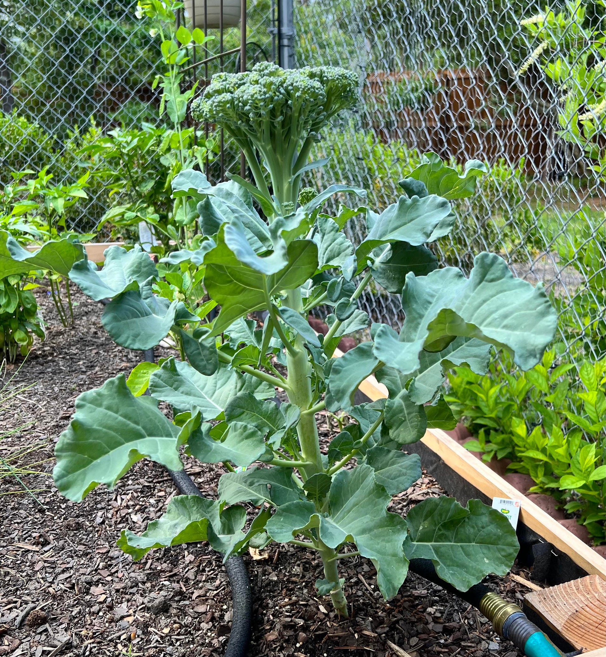 Fresh Baby Broccoli Green Stems and Florets