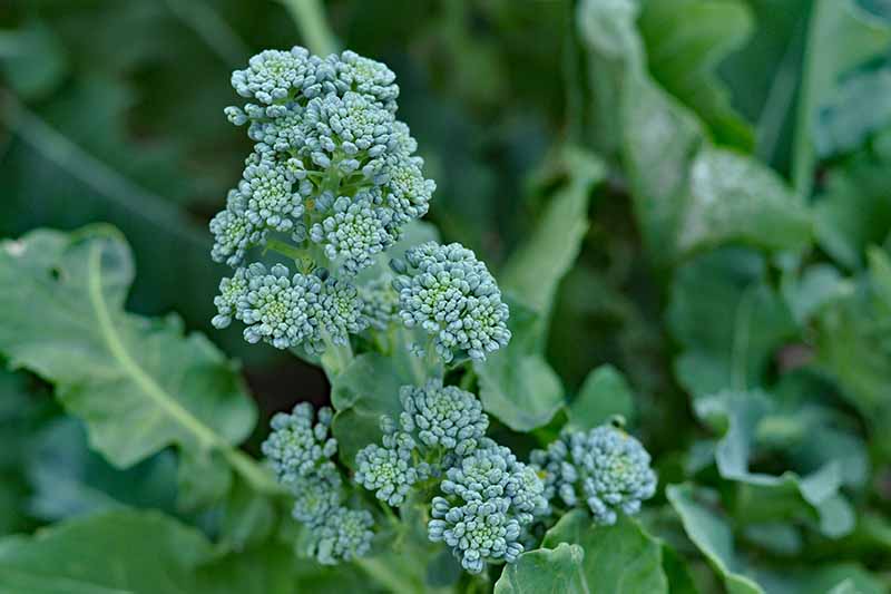 Baby Broccoli Tenderstem Broccoli Seeds for Planting