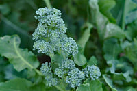 Baby Broccoli Tenderstem Broccoli Seeds for Planting