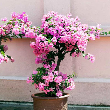 Baby Pink Bougainvillea Seeds for Planting