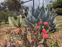 Opuntia Plant Seeds  Essential Guide for Planting