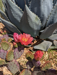 Opuntia Plant Seeds  Essential Guide for Planting
