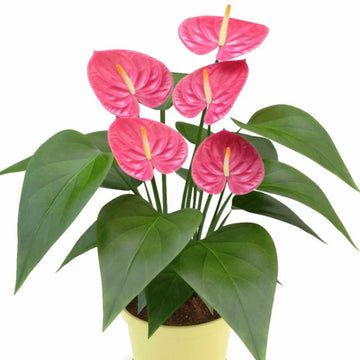 Anthurium Pink Flower Seeds  Perennial Planting Seeds