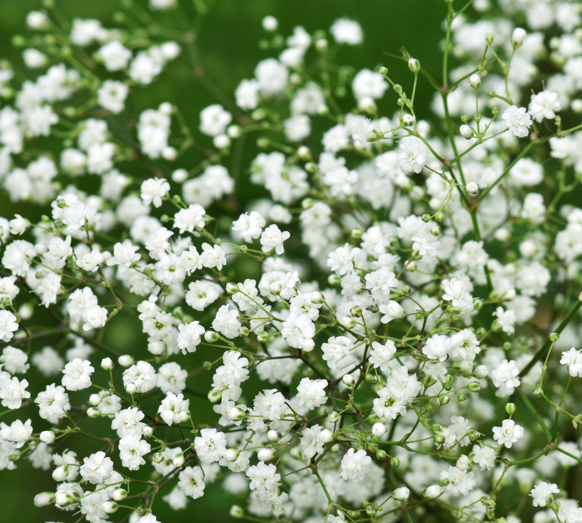 Snowy White Baby's Breath flowers growing in a garden