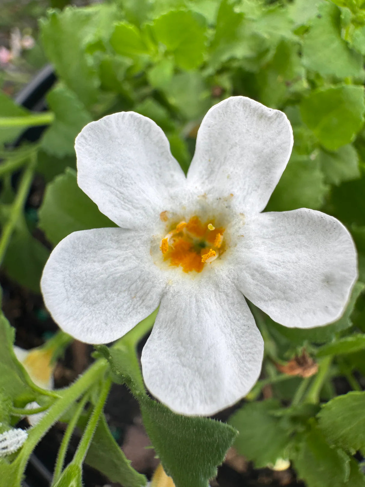 Hanging Bacopa Sutera Cordata Flower Seeds