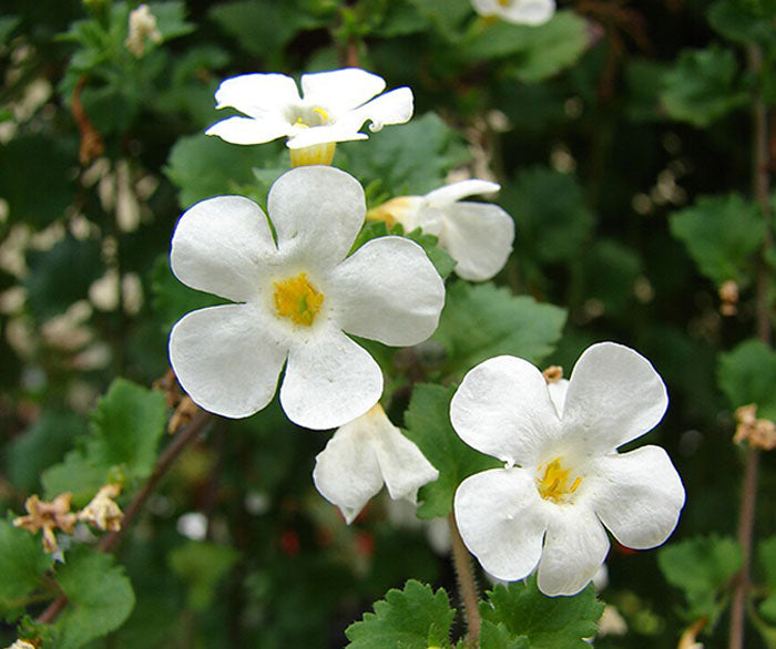 Bacopa Flower seeds for Planting - Fragrant Blossoms, Heirloom & GMO Free Seeds for Home Garden