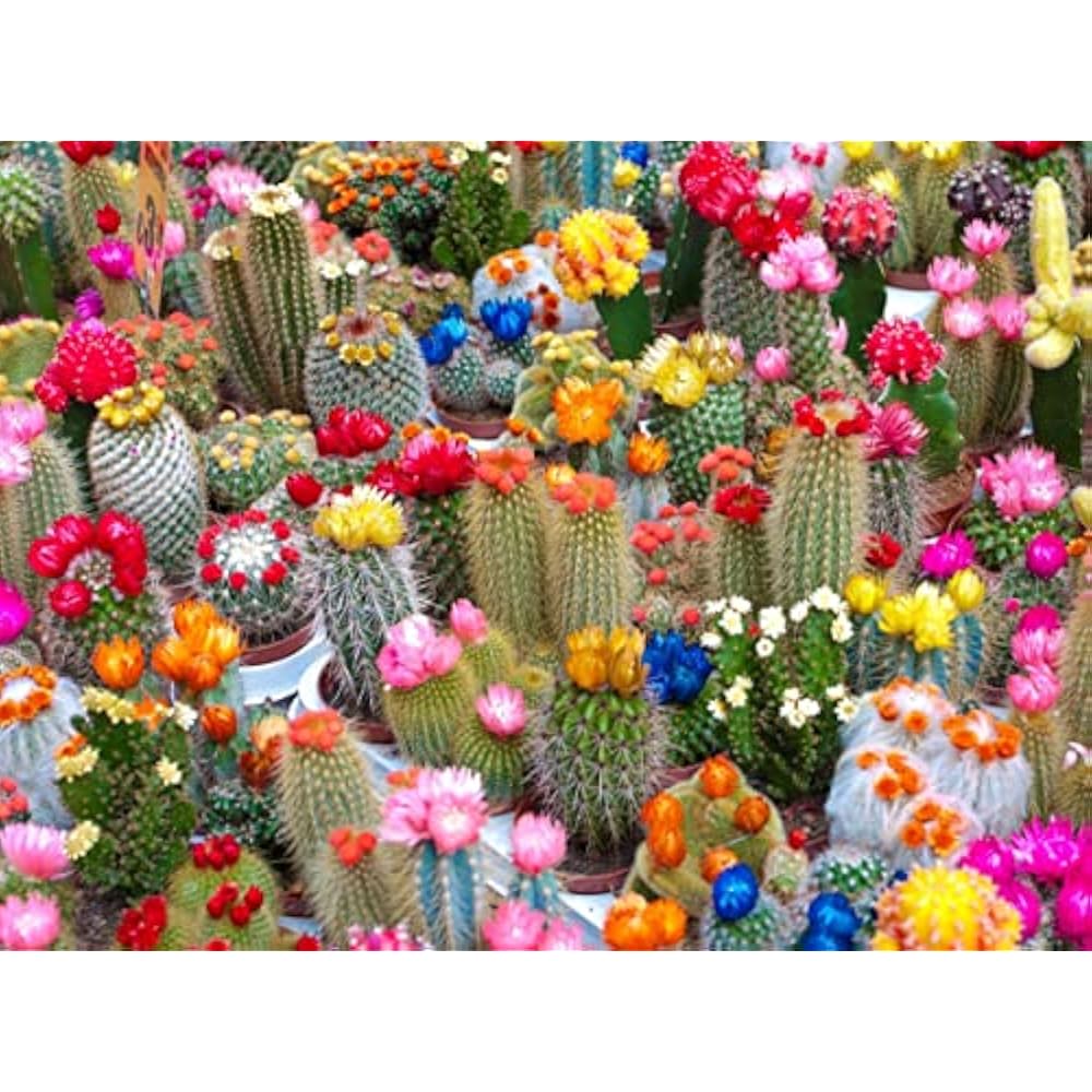 Cactus variety collection enhancing a sunny balcony garden.