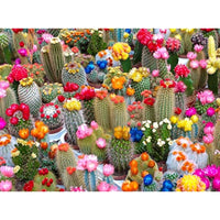 Cactus variety collection enhancing a sunny balcony garden.