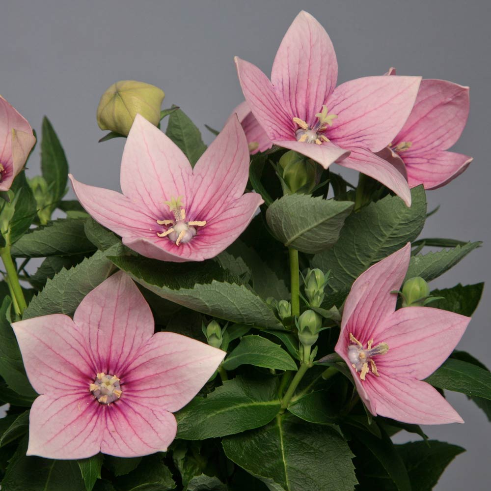 Platycodon Astra Seeds for Unique Balloon-Shaped Flowers