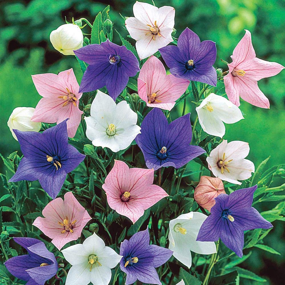 Perennial balloon flowers adding vibrant color to an outdoor garden.