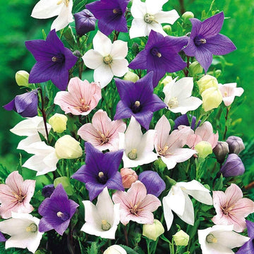 Balloon Flower Mix blooming in a colorful home garden.