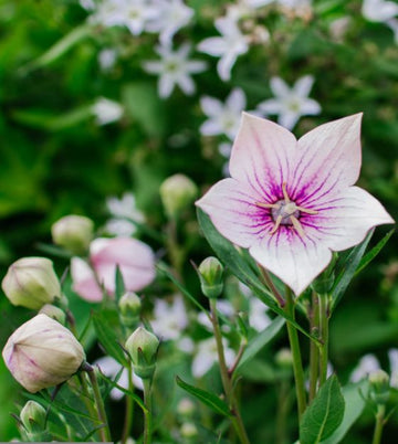Pink Balloon Flower seeds for Planting - Drought Tolerant, Heirloom & GMO Free Seeds for Home Garden
