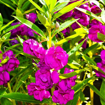 Balsam Camellia Violet Seeds for Planting