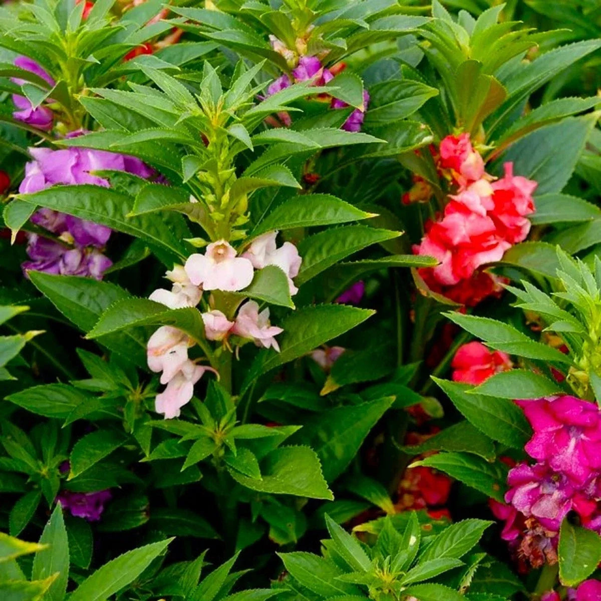 Colorful Balsam flowers blooming in a home garden.
