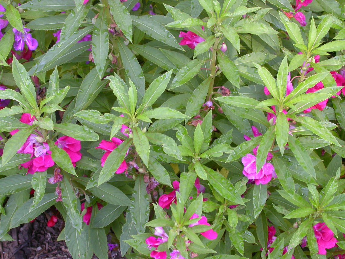 Balsamine Flower Seeds for Planting