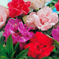 Pink Balsamine Flower seeds for Planting Easy to Grow Heirloom & GMO Free Seeds for Home Garden 
 
 Sale