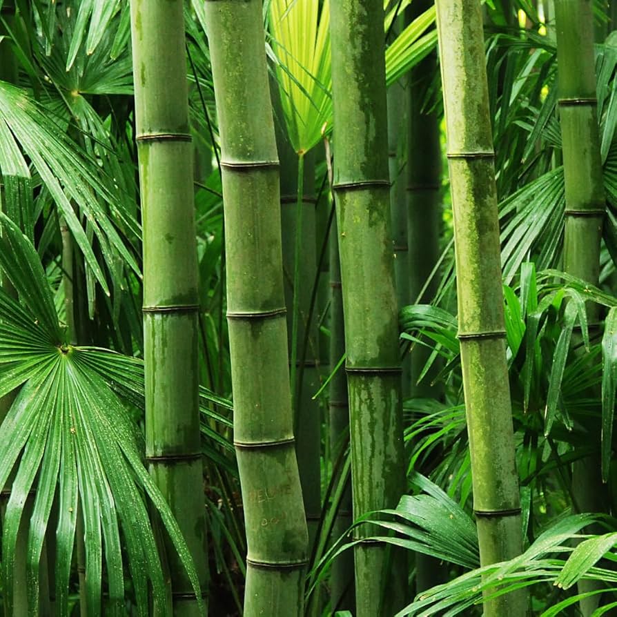 Bambusa seeds for creating privacy screens and tropical-style gardens.