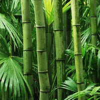 Bambusa seeds for creating privacy screens and tropical-style gardens.