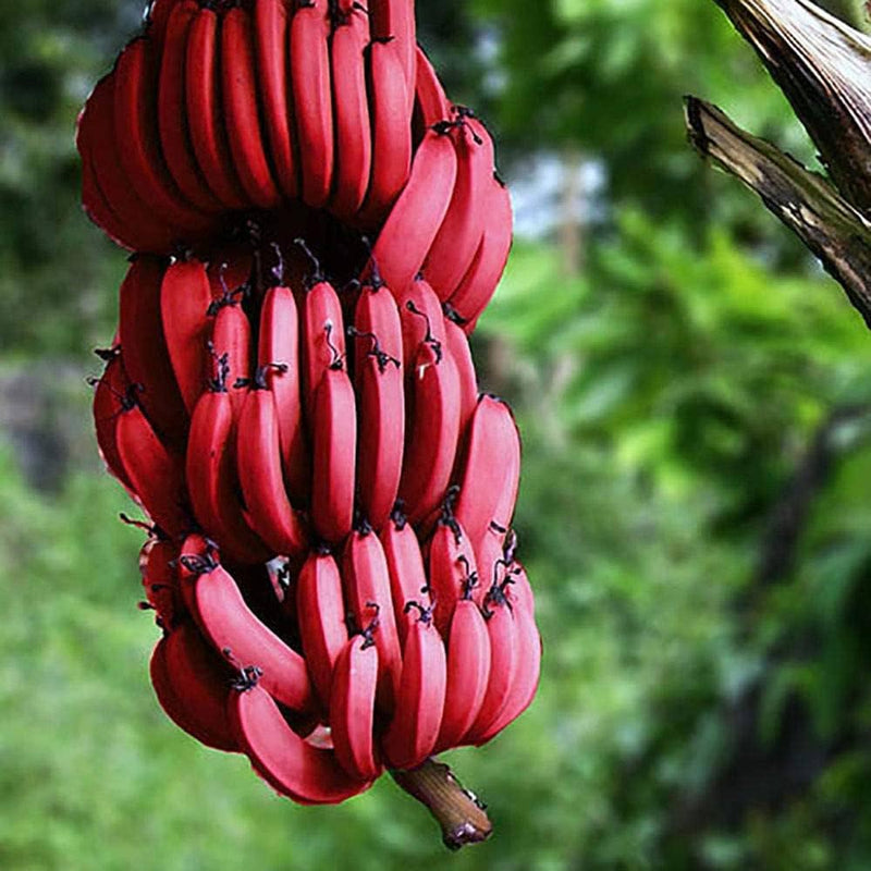 Banana seeds for planting Musa acuminata