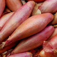 Banana Shallot Seeds for Planting