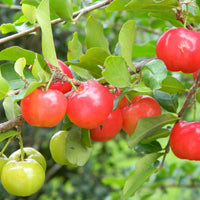 Barbados Cherry Acerola seeds for planting in home gardens and containers.