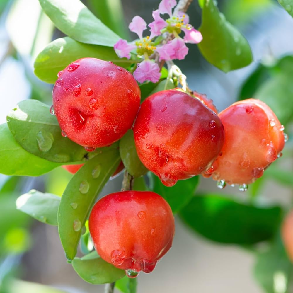 Barbados Cherry tropical fruit tree growing in a sunny garden landscape.
