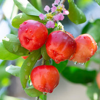 Barbados Cherry tropical fruit tree growing in a sunny garden landscape.