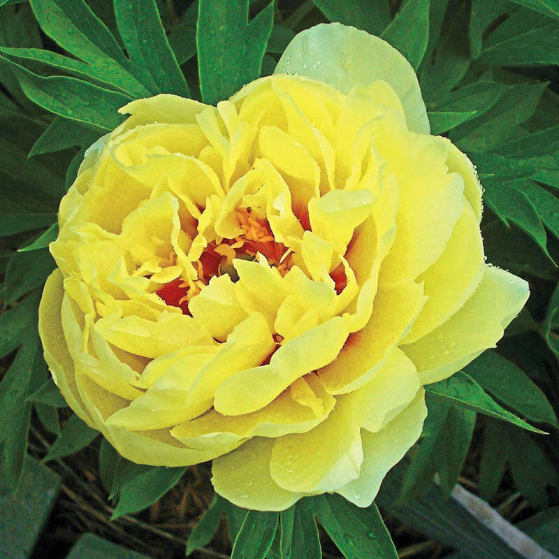 Bartzella Yellow Flowering Seeds for Planting and Gardening