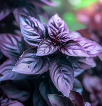 Vigorous Basil plant grown from seeds